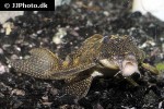 hypancistrus species l262 hypancistrus species l262
