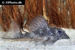 hypancistrus species l262 hypancistrus species l262