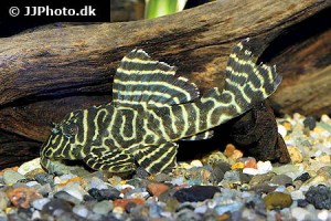 Hypancistrus
