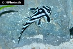 hypancistrus zebra hypancistrus zebra