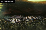 hypancistrus zebra hypancistrus zebra