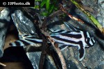 hypancistrus zebra hypancistrus zebra