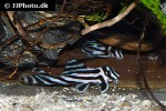 hypancistrus zebra hypancistrus zebra
