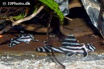 hypancistrus zebra hypancistrus zebra