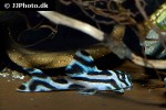 hypancistrus zebra hypancistrus zebra