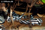 hypancistrus zebra hypancistrus zebra