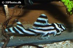 hypancistrus zebra hypancistrus zebra
