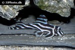 hypancistrus zebra hypancistrus zebra