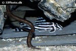 hypancistrus zebra hypancistrus zebra