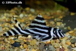 hypancistrus zebra hypancistrus zebra