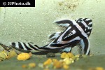 hypancistrus zebra hypancistrus zebra