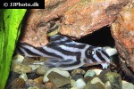 hypancistrus zebra hypancistrus zebra