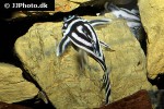 hypancistrus zebra hypancistrus zebra