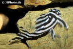 hypancistrus zebra hypancistrus zebra