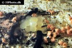 hypancistrus zebra egg hypancistrus zebra egg