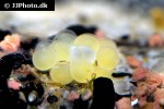 hypancistrus zebra egg hypancistrus zebra egg