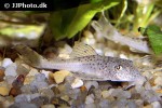 aphanotorulus ammophilus aphanotorulus ammophilus
