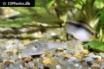 aphanotorulus ammophilus aphanotorulus ammophilus