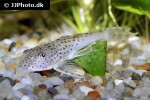 aphanotorulus ammophilus aphanotorulus ammophilus