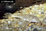 aphanotorulus ammophilus aphanotorulus ammophilus