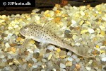 aphanotorulus ammophilus aphanotorulus ammophilus