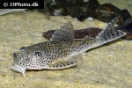 aphanotorulus ammophilus aphanotorulus ammophilus