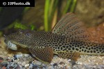 aphanotorulus emarginatus aphanotorulus emarginatus