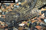aphanotorulus emarginatus aphanotorulus emarginatus