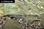 aphanotorulus emarginatus aphanotorulus emarginatus