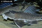 aphanotorulus emarginatus aphanotorulus emarginatus