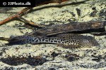 aphanotorulus emarginatus aphanotorulus emarginatus
