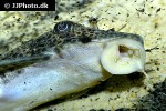 aphanotorulus emarginatus aphanotorulus emarginatus
