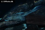 aphanotorulus emarginatus aphanotorulus emarginatus