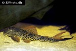aphanotorulus emarginatus aphanotorulus emarginatus