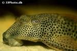 aphanotorulus emarginatus aphanotorulus emarginatus