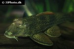 aphanotorulus emarginatus aphanotorulus emarginatus