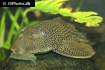aphanotorulus emarginatus aphanotorulus emarginatus