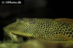 aphanotorulus emarginatus aphanotorulus emarginatus