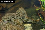 aphanotorulus emarginatus aphanotorulus emarginatus