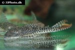 aphanotorulus emarginatus aphanotorulus emarginatus