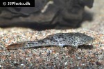 aphanotorulus emarginatus aphanotorulus emarginatus