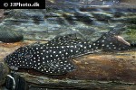 hypostomus arecuta hypostomus arecuta