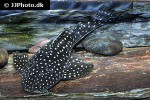 hypostomus arecuta hypostomus arecuta
