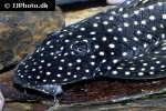 hypostomus arecuta hypostomus arecuta