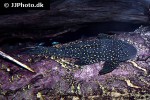 hypostomus arecuta hypostomus arecuta
