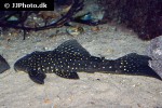 hypostomus arecuta hypostomus arecuta