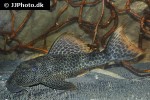 hypostomus asperatus hypostomus asperatus