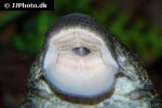 hypostomus asperatus hypostomus asperatus