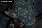hypostomus asperatus hypostomus asperatus