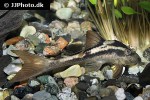 hypostomus basilisko hypostomus basilisko